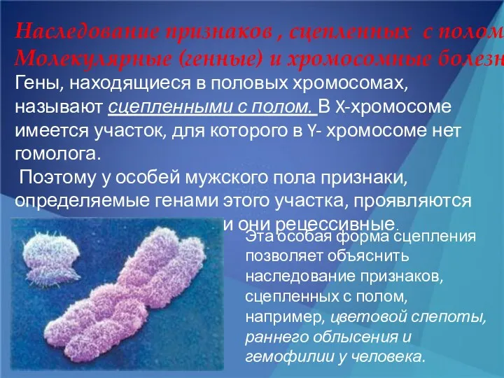 Наследование признаков , сцепленных с полом. Молекулярные (генные) и хромосомные болезни Гены, находящиеся