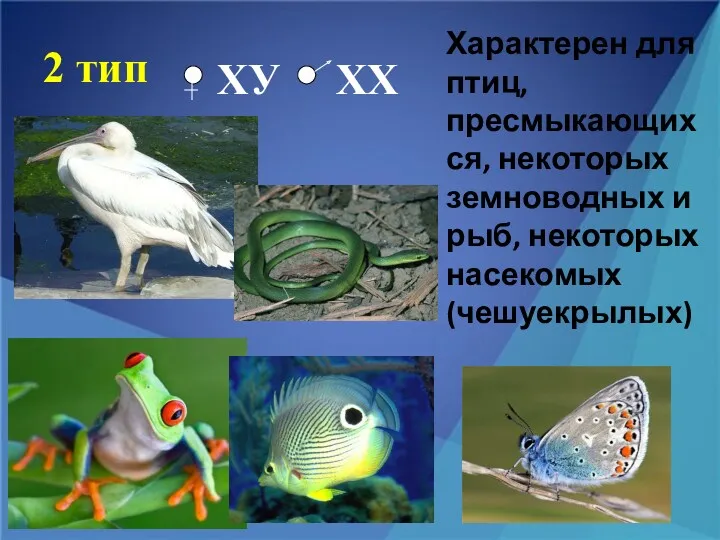 2 тип Характерен для птиц, пресмыкающихся, некоторых земноводных и рыб, некоторых насекомых (чешуекрылых) ХУ ХХ