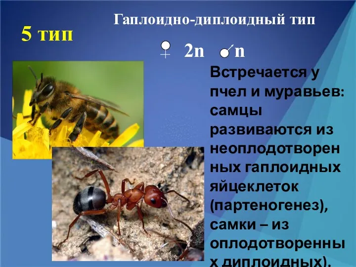5 тип Встречается у пчел и муравьев: самцы развиваются из неоплодотворенных гаплоидных яйцеклеток