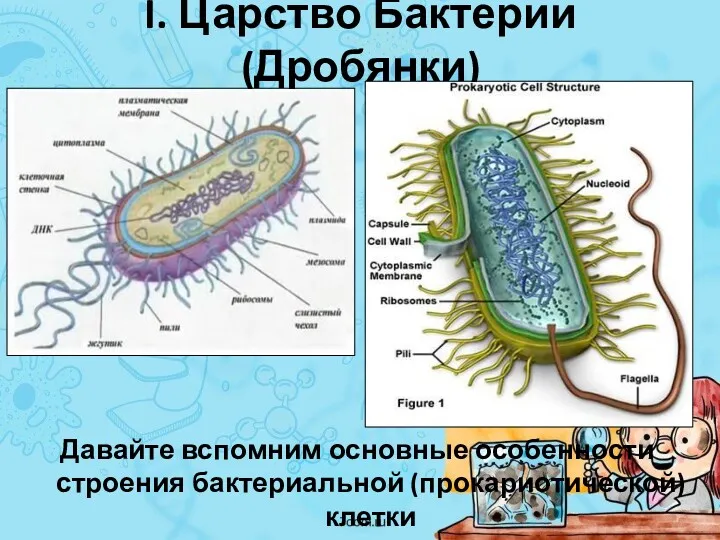 I. Царство Бактерии (Дробянки) Давайте вспомним основные особенности строения бактериальной (прокариотической) клетки