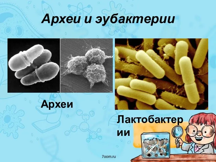 Археи и эубактерии Археи Лактобактерии