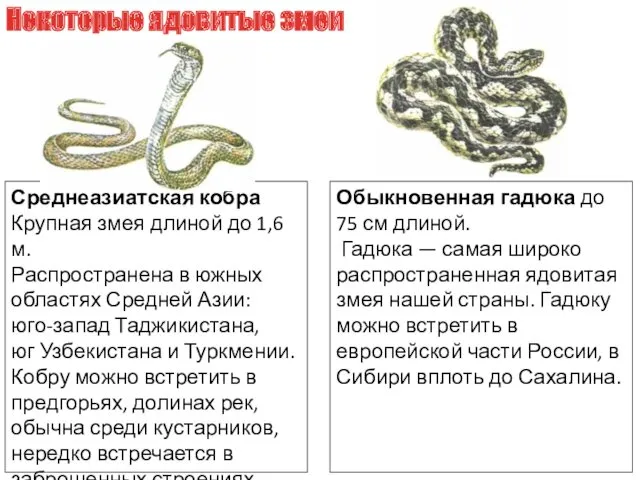Среднеазиатская кобра Крупная змея длиной до 1,6 м. Распространена в
