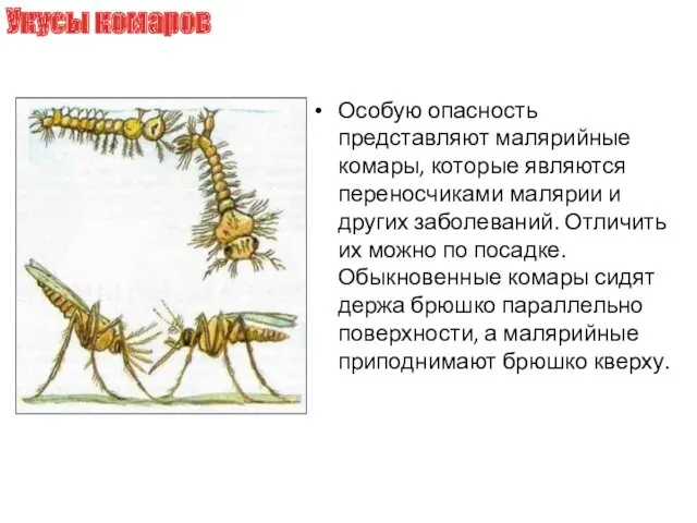 Особую опасность представляют малярийные комары, которые являются переносчиками малярии и