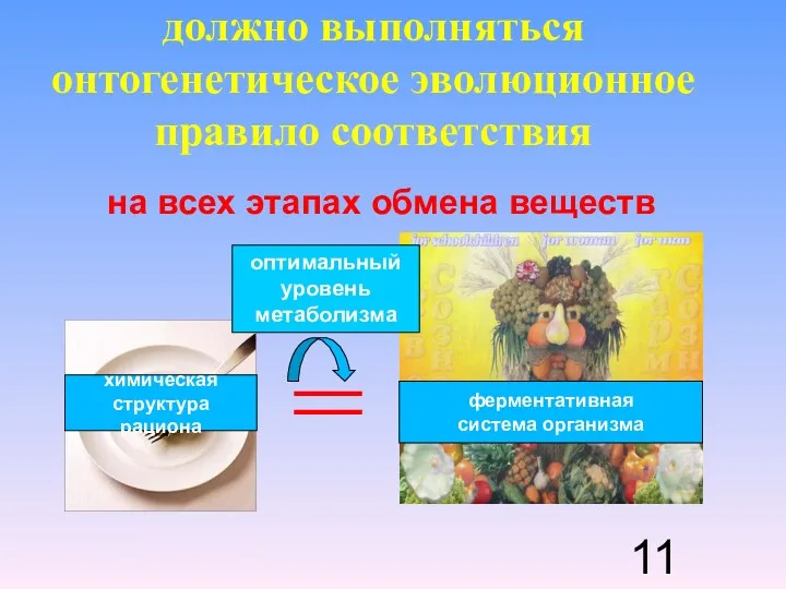 должно выполняться онтогенетическое эволюционное правило соответствия на всех этапах обмена