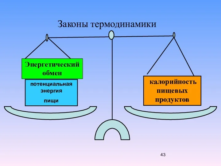 Законы термодинамики Энергетический обмен калорийность пищевых продуктов потенциальная энергия пищи