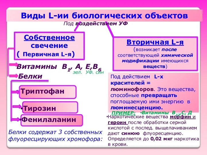 Виды L-ии биологических объектов Под воздействием УФ Собственное свечение (