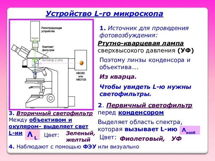 Устройство L-го микроскопа 1. Источник для проведения фотовозбуждения: Ртутно-кварцевая лампа