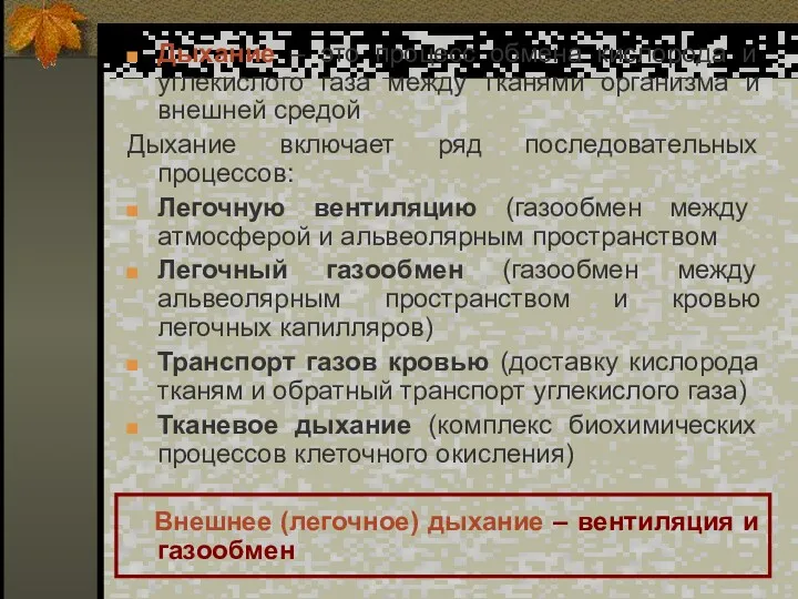 Дыхание – это процесс обмена кислорода и углекислого газа между