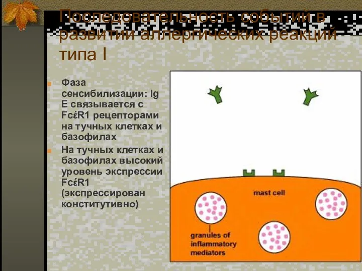 Последовательность событий в развитии аллергических реакций типа I Фаза сенсибилизации: