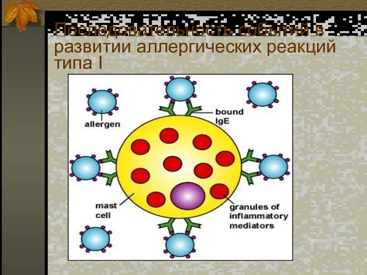 Последовательность событий в развитии аллергических реакций типа I