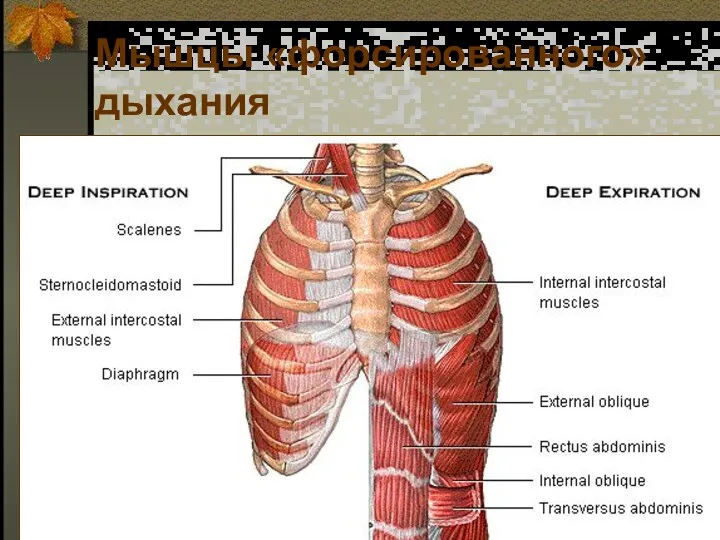 Мышцы «форсированного» дыхания