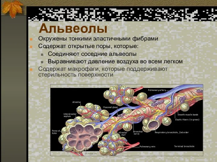 Альвеолы Окружены тонкими эластичными фибрами Содержат открытые поры, которые: Соединяют