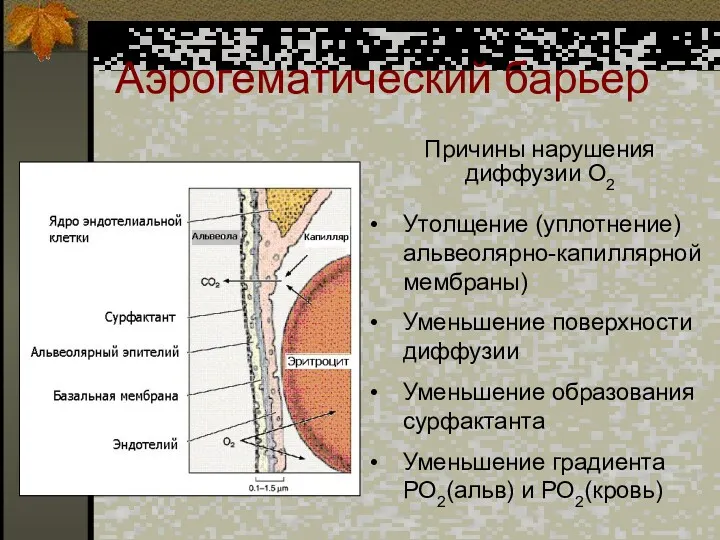 Аэрогематический барьер Причины нарушения диффузии О2 Утолщение (уплотнение) альвеолярно-капиллярной мембраны)