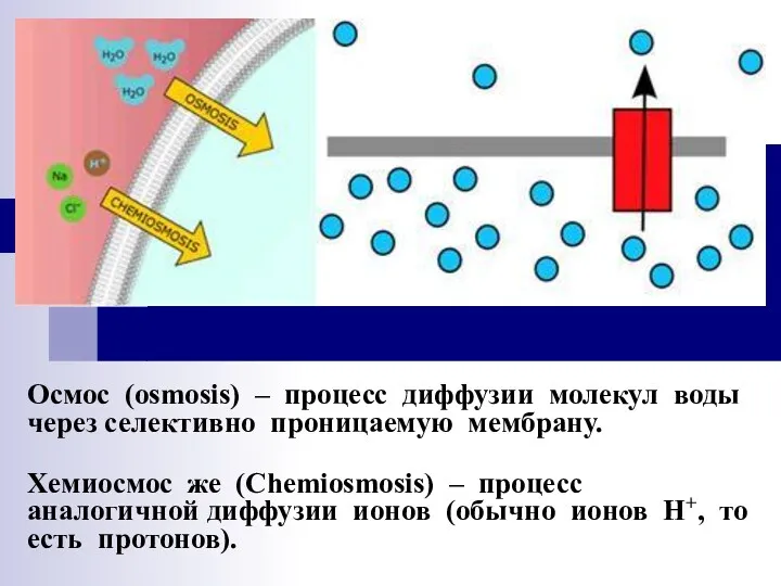 Осмос (osmosis) – процесс диффузии молекул воды через селективно проницаемую