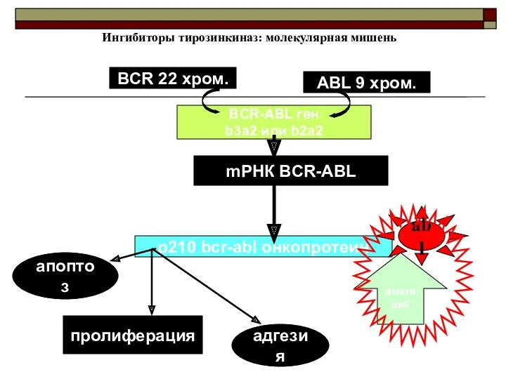Ингибиторы тирозинкиназ: молекулярная мишень BCR-ABL ген b3a2 или b2a2 mРНК