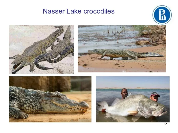 Nasser Lake crocodiles