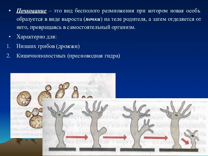 Почкование – это вид бесполого размножения при котором новая особь