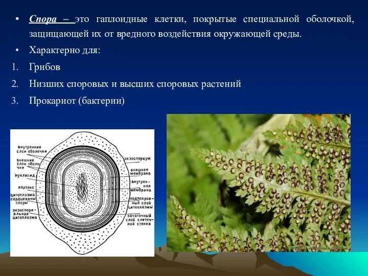 Спора – это гаплоидные клетки, покрытые специальной оболочкой, защищающей их