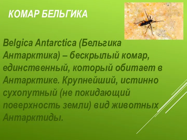 КОМАР БЕЛЬГИКА Belgica Antarctica (Бельгика Антарктика) – бескрылый комар, единственный,