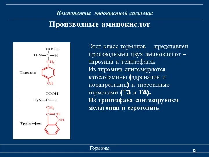 Компоненты эндокринной системы Производные аминокислот Этот класс гормонов представлен производными двух аминокислот –
