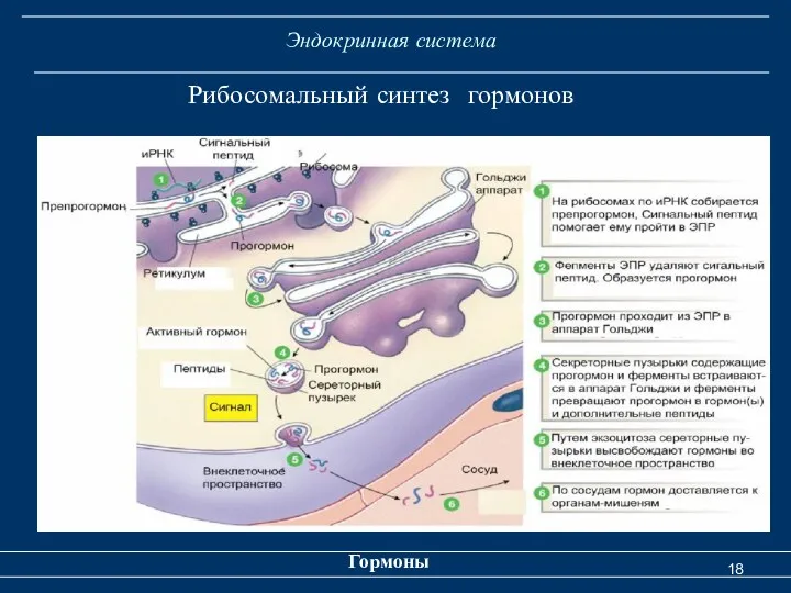 Эндокринная система Гормоны Рибосомальный синтез гормонов