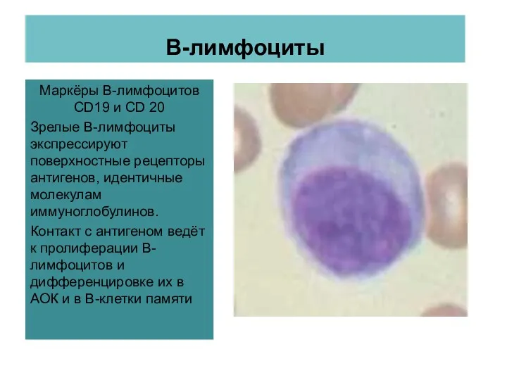 В-лимфоциты Маркёры В-лимфоцитов CD19 и CD 20 Зрелые В-лимфоциты экспрессируют