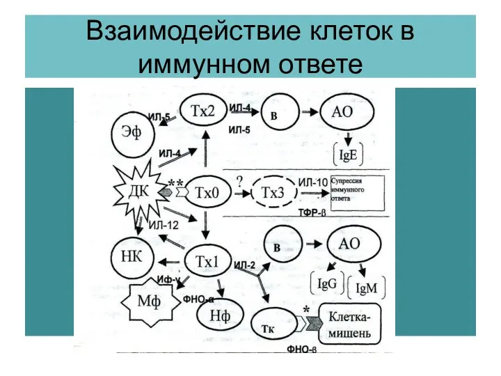 Взаимодействие клеток в иммунном ответе