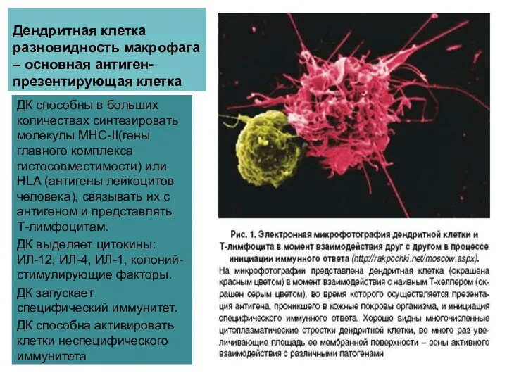 Дендритная клетка разновидность макрофага – основная антиген-презентирующая клетка ДК способны