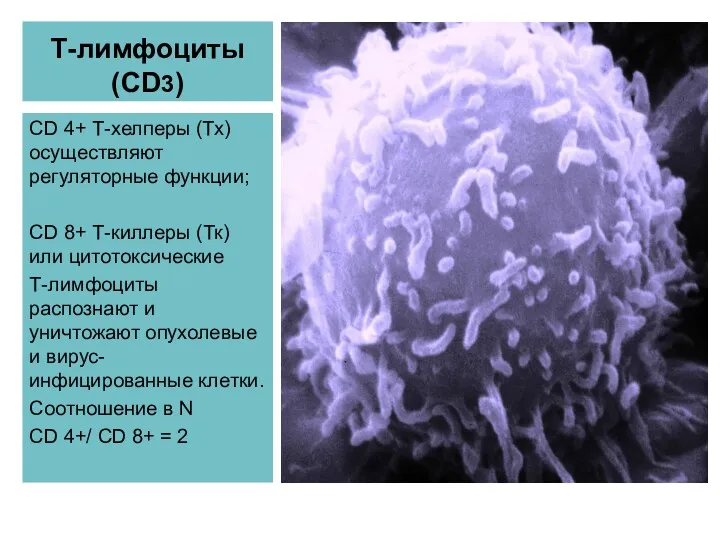 Т-лимфоциты (CD3) CD 4+ Т-хелперы (Тх) осуществляют регуляторные функции; CD