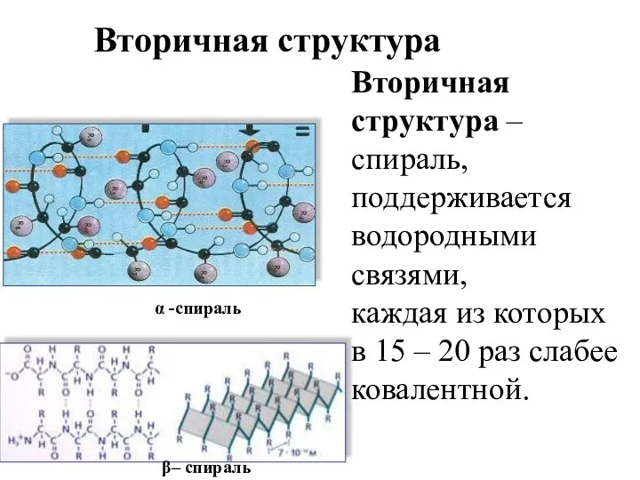 Вторичная структура – спираль, поддерживается водородными связями, каждая из которых