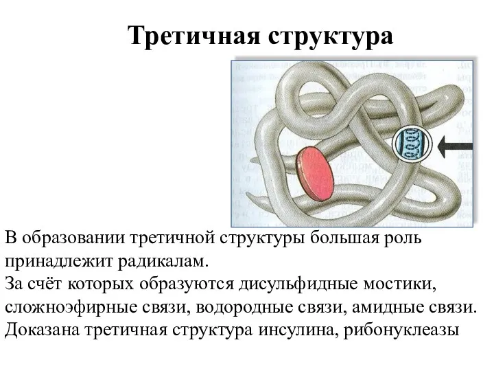 В образовании третичной структуры большая роль принадлежит радикалам. За счёт