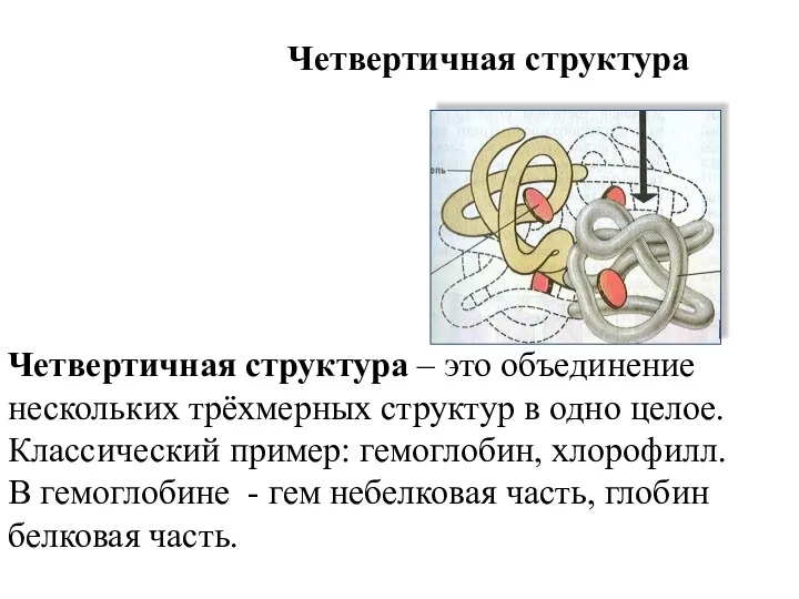 Четвертичная структура Четвертичная структура – это объединение нескольких трёхмерных структур