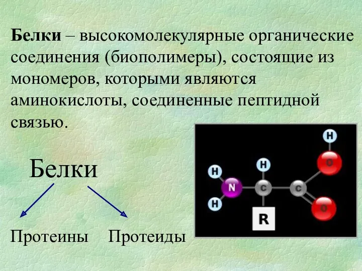 Белки – высокомолекулярные органические соединения (биополимеры), состоящие из мономеров, которыми