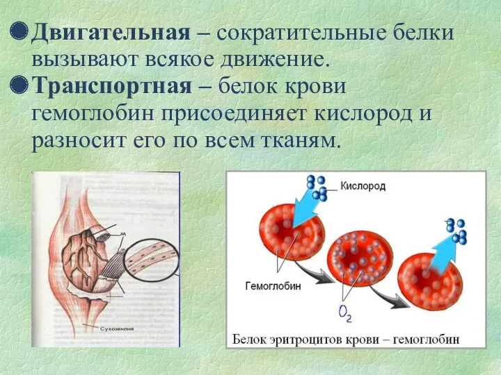 Двигательная – сократительные белки вызывают всякое движение. Транспортная – белок