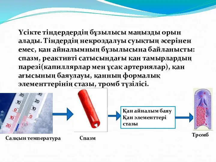 Үсікте тіндердердің бұзылысы маңызды орын алады. Тіндердің некроздалуы суықтың әсерінен