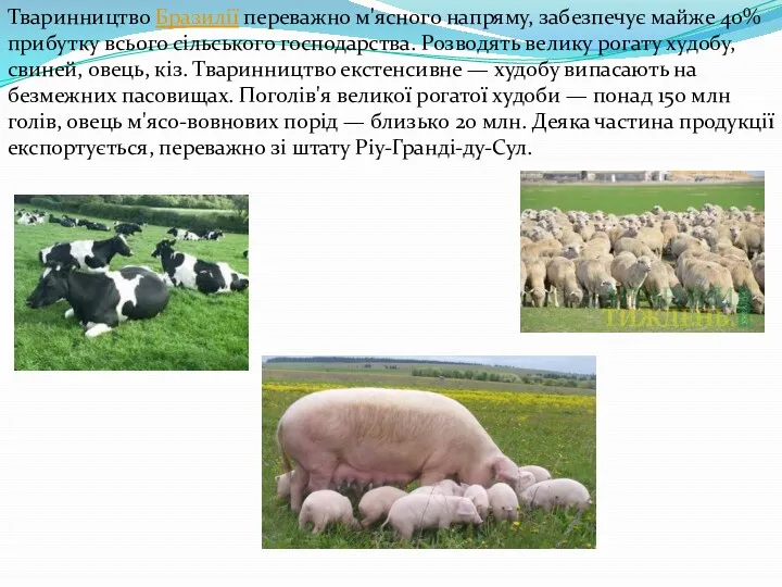 Тваринництво Бразилії переважно м'ясного напряму, забезпечує майже 40% прибутку всього