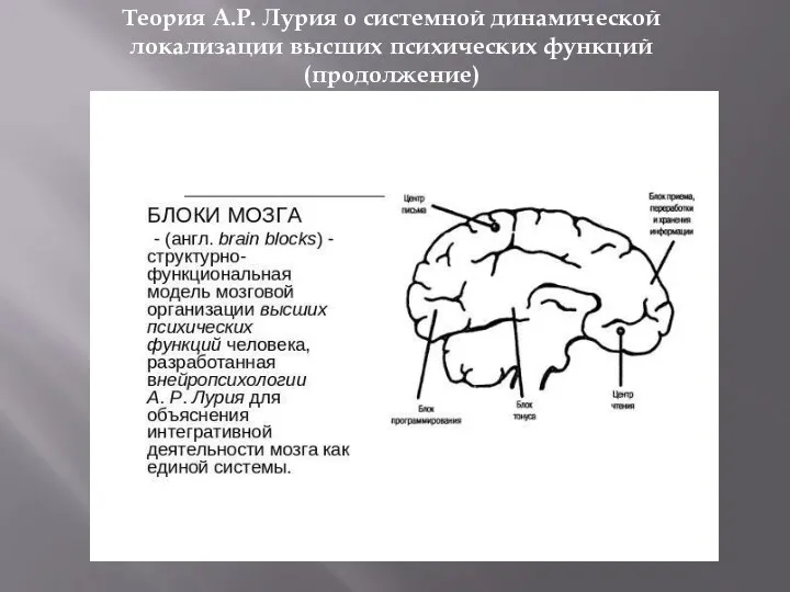 Теория А.Р. Лурия о системной динамической локализации высших психических функций (продолжение)