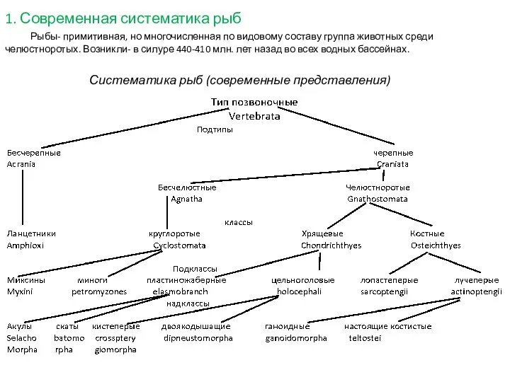 1. Современная систематика рыб Рыбы- примитивная, но многочисленная по видовому