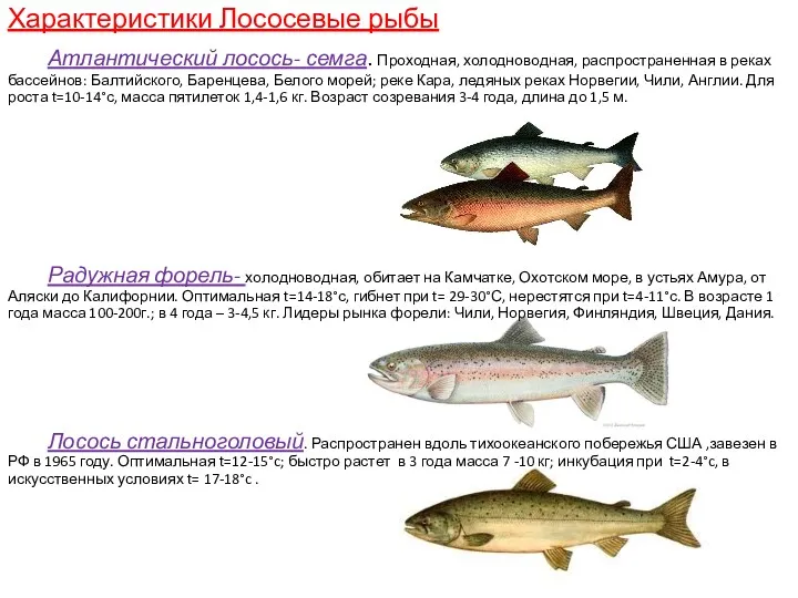 Характеристики Лососевые рыбы Атлантический лосось- семга. Проходная, холодноводная, распространенная в реках бассейнов: Балтийского,