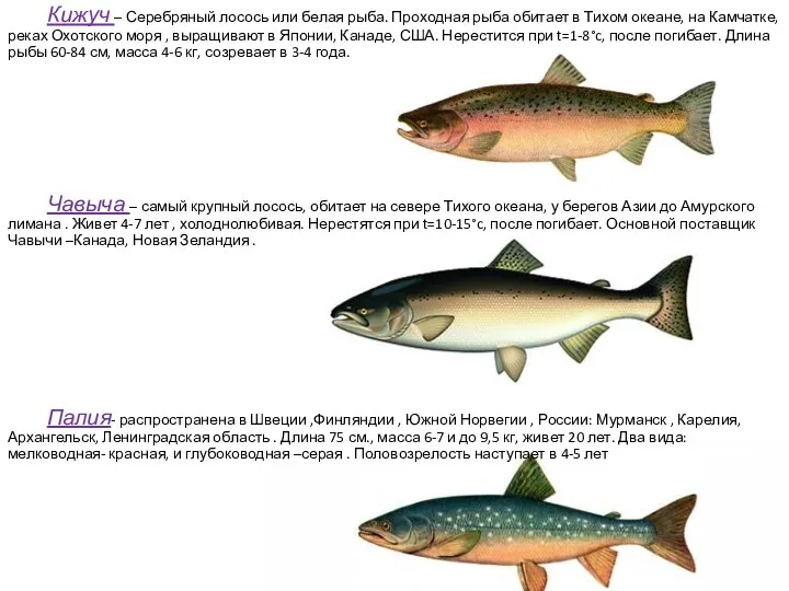 Кижуч – Серебряный лосось или белая рыба. Проходная рыба обитает в Тихом океане,