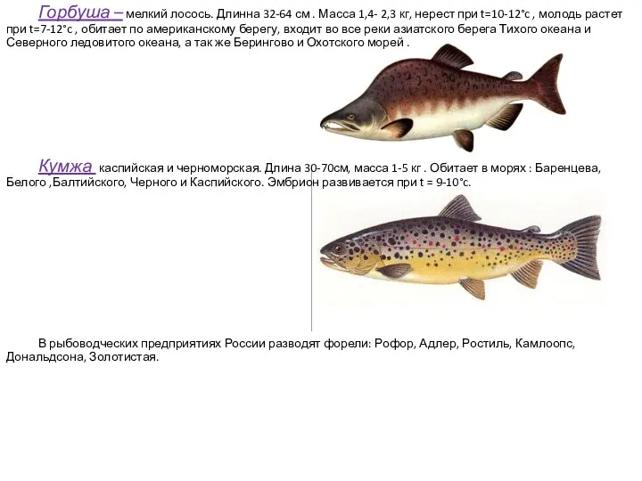 Горбуша – мелкий лосось. Длинна 32-64 см . Масса 1,4- 2,3 кг, нерест
