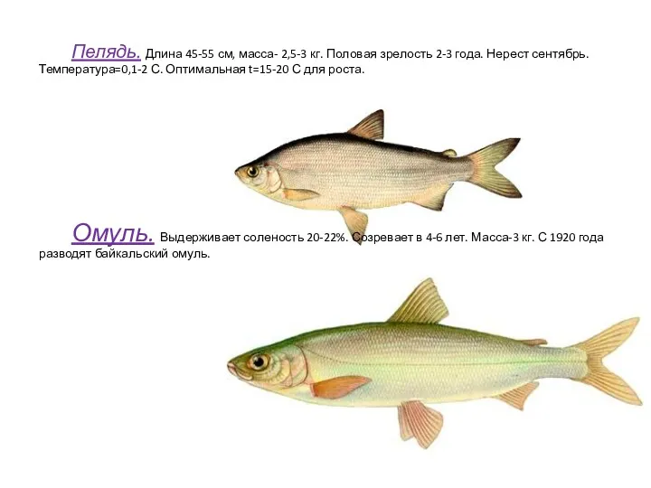 Пелядь. Длина 45-55 см, масса- 2,5-3 кг. Половая зрелость 2-3 года. Нерест сентябрь.