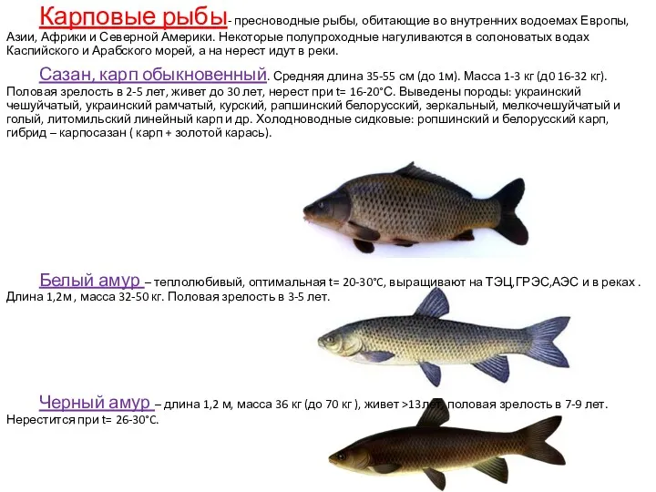 Карповые рыбы- пресноводные рыбы, обитающие во внутренних водоемах Европы, Азии, Африки и Северной