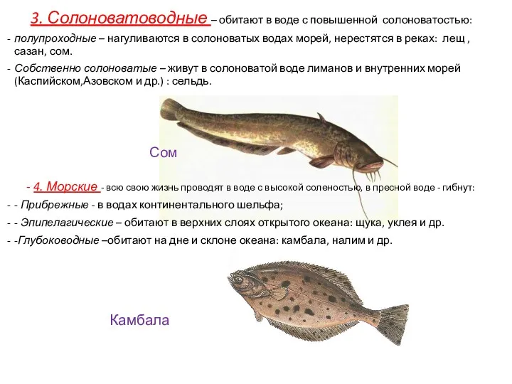 3. Солоноватоводные – обитают в воде с повышенной солоноватостью: полупроходные – нагуливаются в