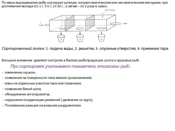 По мере выращивания рыбу сортируют ручным, полуавтоматическим или автоматическим методами: