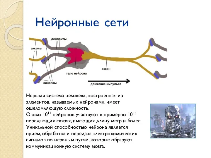 Нейронные сети Нервная система человека, построенная из элементов, называемых нейронами, имеет ошеломляющую сложность.