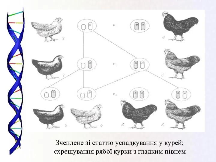 Зчеплене зі статтю успадкування у курей; схрещування рябої курки з гладким півнем