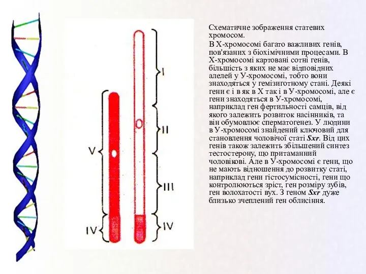 Схематичне зображення статевих хромосом. В Х-хромосомі багато важливих генів, пов'язаних