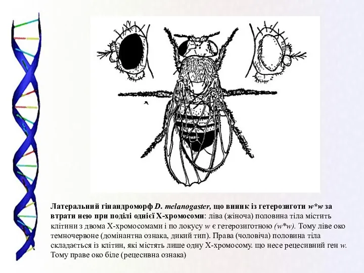 Латеральний гінандроморф D. melanogaster, що виник із гетерозиготи w*w за