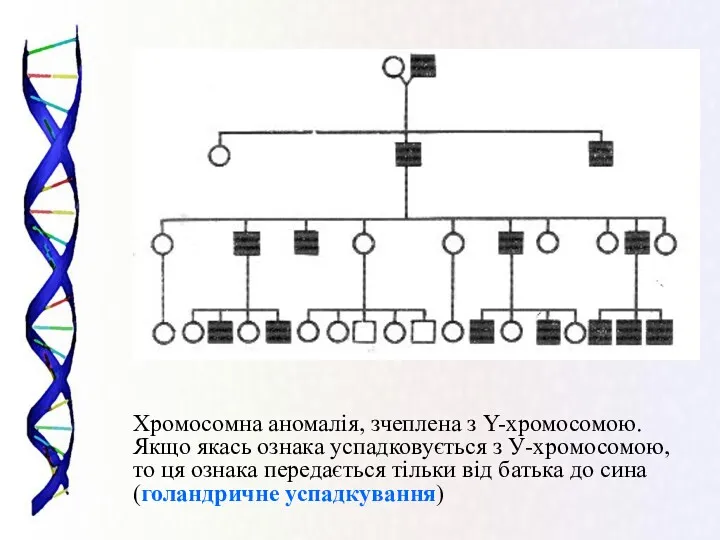 Хромосомна аномалія, зчеплена з Y-хромосомою. Якщо якась ознака успадковується з